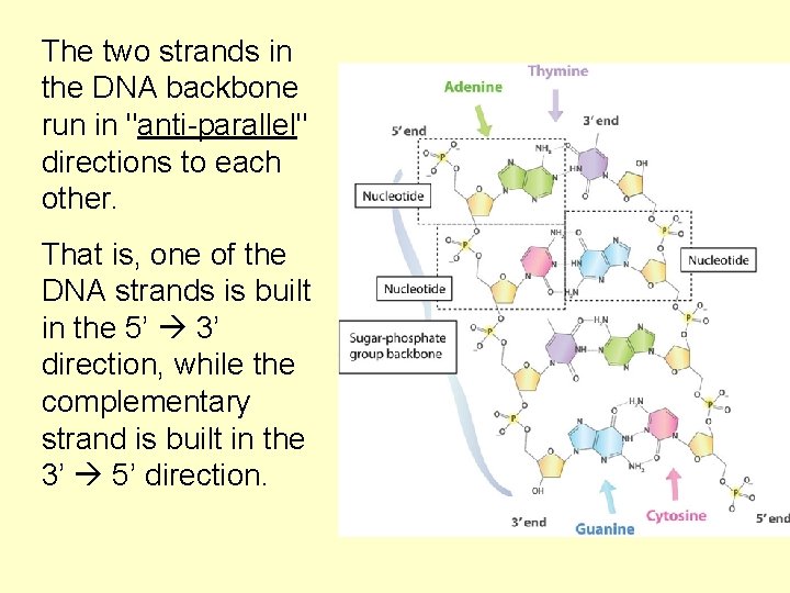 The two strands in the DNA backbone run in "anti-parallel" directions to each other.