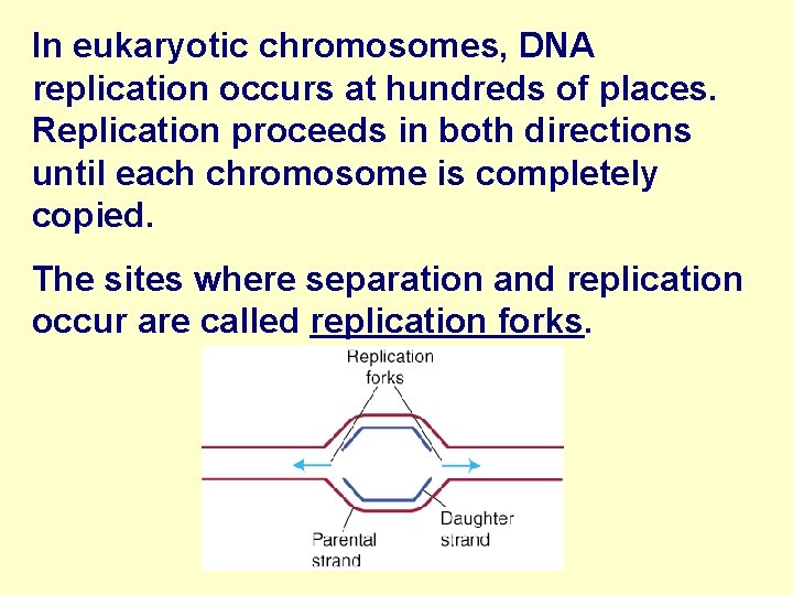 In eukaryotic chromosomes, DNA replication occurs at hundreds of places. Replication proceeds in both