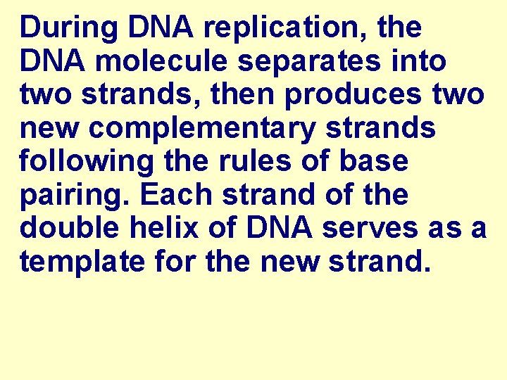 During DNA replication, the DNA molecule separates into two strands, then produces two new
