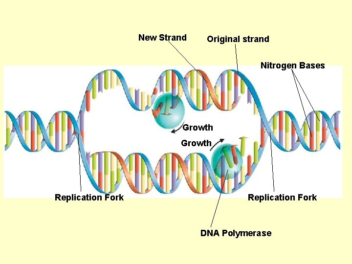 New Strand Original strand Nitrogen Bases Growth Replication Fork DNA Polymerase 