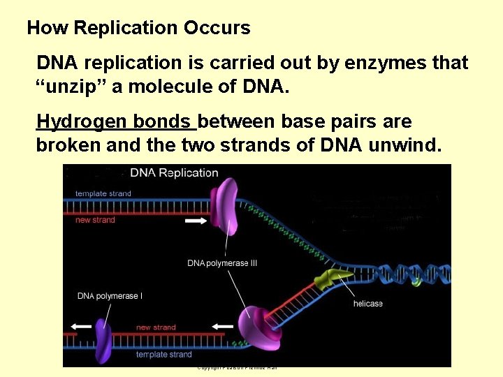 How Replication Occurs DNA replication is carried out by enzymes that “unzip” a molecule