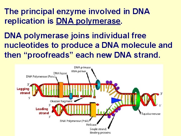 The principal enzyme involved in DNA replication is DNA polymerase joins individual free nucleotides