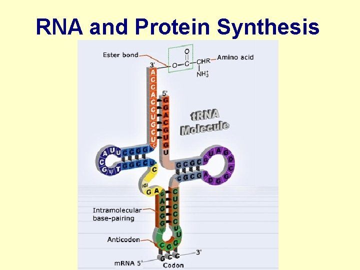 RNA and Protein Synthesis 