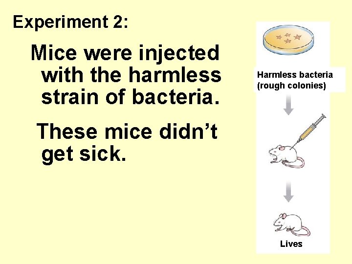 Experiment 2: Mice were injected with the harmless strain of bacteria. Harmless bacteria (rough