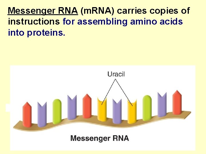 Messenger RNA (m. RNA) carries copies of instructions for assembling amino acids into proteins.