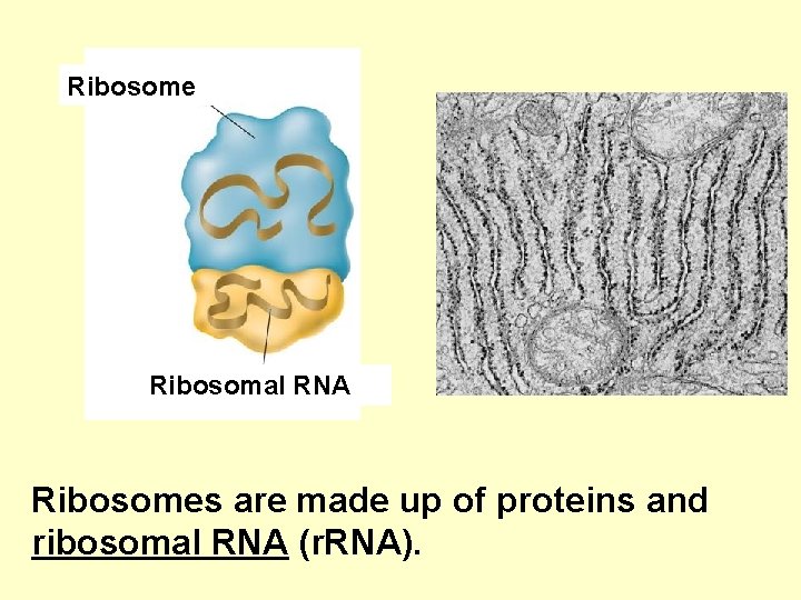 Ribosome Ribosomal RNA Ribosomes are made up of proteins and ribosomal RNA (r. RNA).