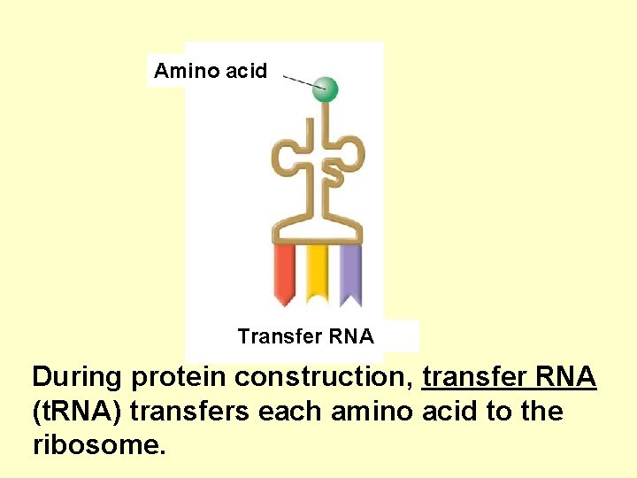 Amino acid Transfer RNA During protein construction, transfer RNA (t. RNA) transfers each amino