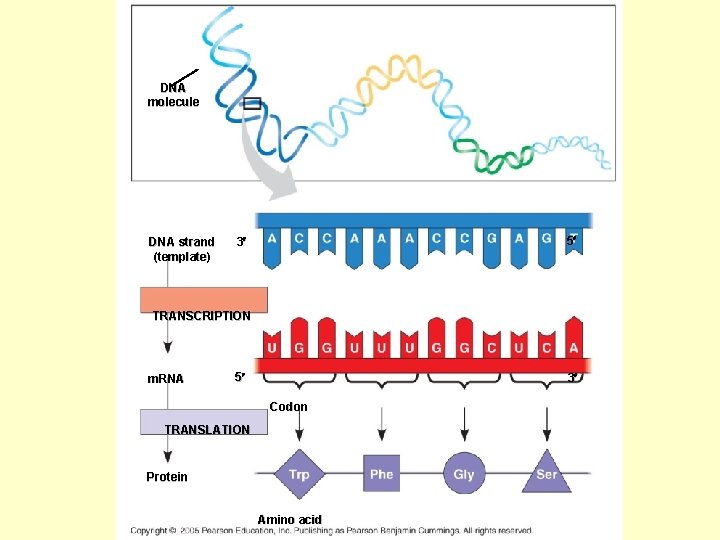 DNA molecule DNA strand (template) 5¢ 3¢ TRANSCRIPTION m. RNA 5¢ 3¢ Codon TRANSLATION