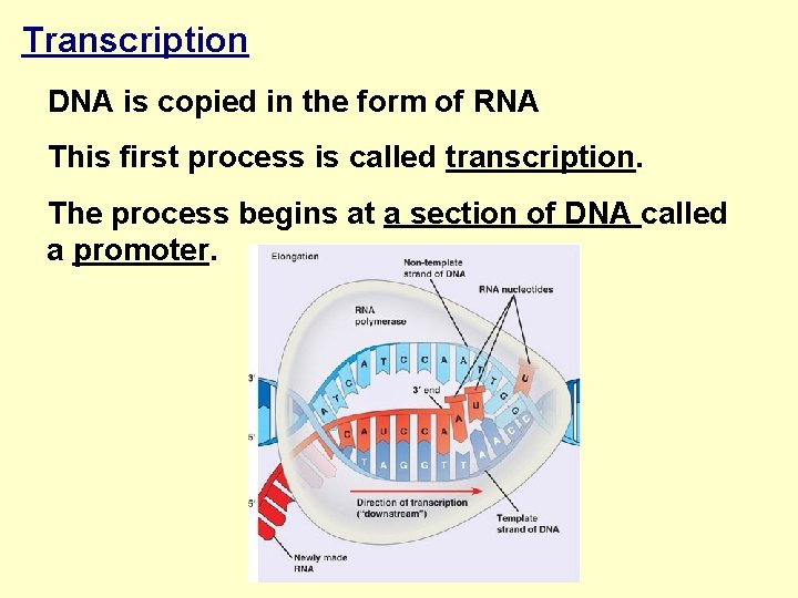 Transcription DNA is copied in the form of RNA This first process is called