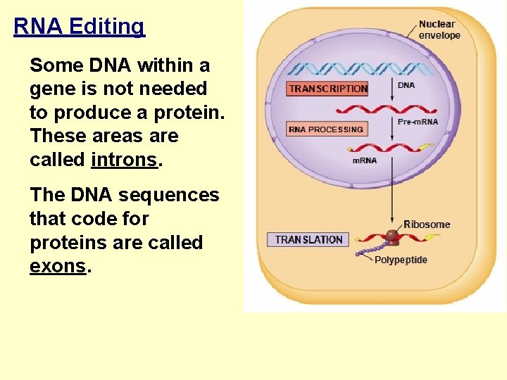 RNA Editing Some DNA within a gene is not needed to produce a protein.