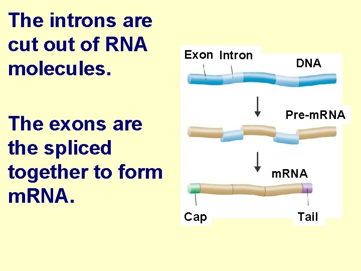 The introns are cut of RNA molecules. Exon Intron DNA Pre-m. RNA The exons