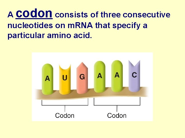 A codon consists of three consecutive nucleotides on m. RNA that specify a particular