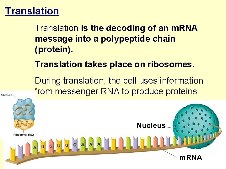 Translation is the decoding of an m. RNA message into a polypeptide chain (protein).