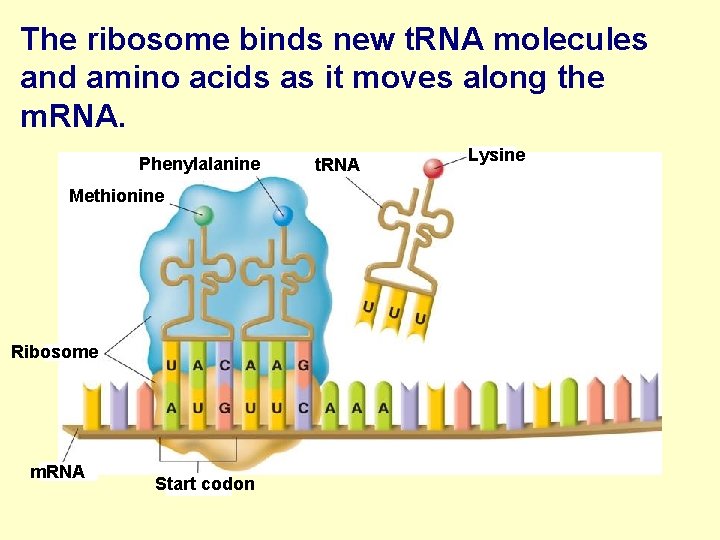 The ribosome binds new t. RNA molecules and amino acids as it moves along