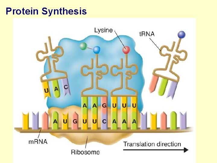 Protein Synthesis 