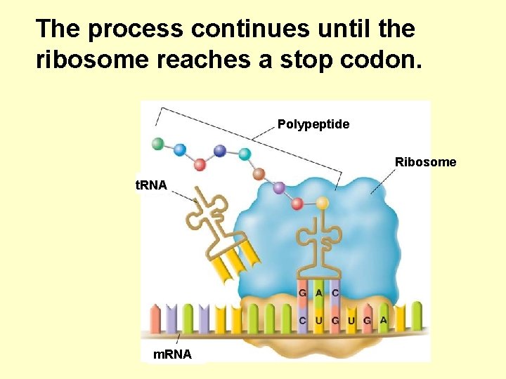 The process continues until the ribosome reaches a stop codon. Polypeptide Ribosome t. RNA