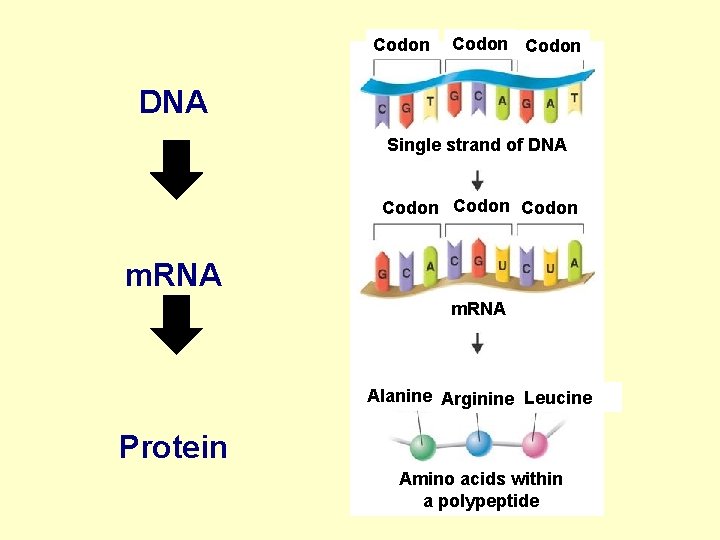 Codon DNA Single strand of DNA Codon m. RNA Alanine Arginine Leucine Protein Amino