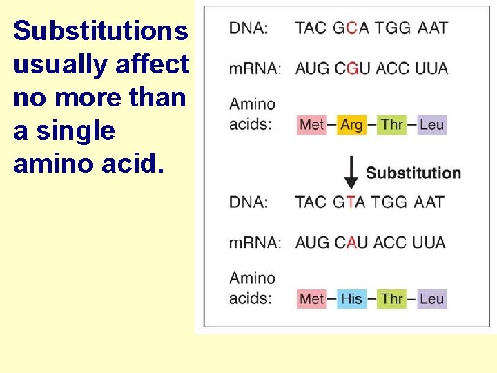 Substitutions usually affect no more than a single amino acid. 