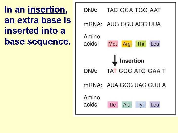 In an insertion, an extra base is inserted into a base sequence. 