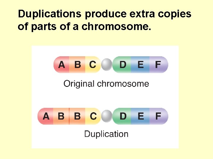 Duplications produce extra copies of parts of a chromosome. 