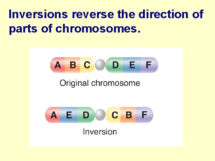 Inversions reverse the direction of parts of chromosomes. 