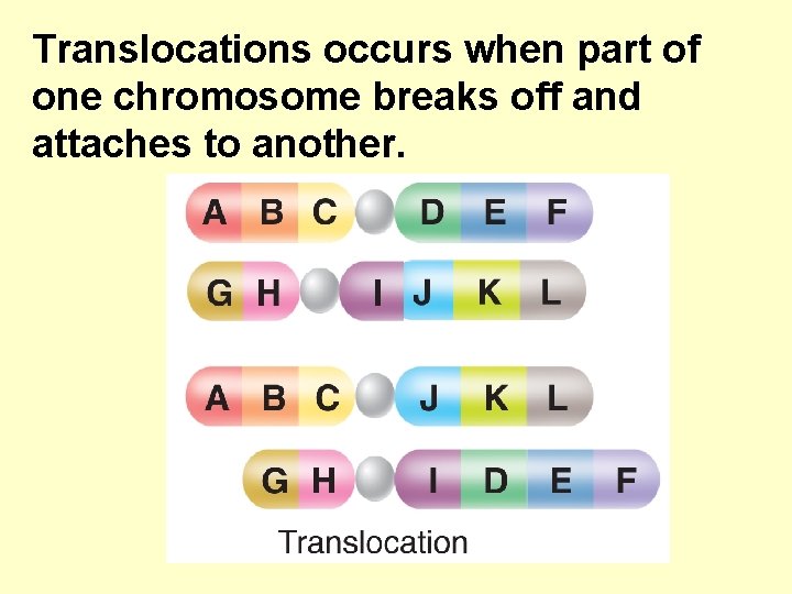Translocations occurs when part of one chromosome breaks off and attaches to another. 
