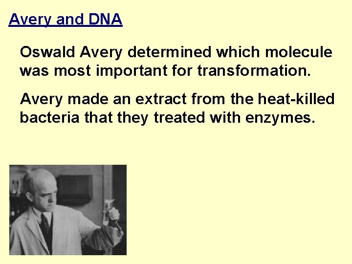 Avery and DNA Oswald Avery determined which molecule was most important for transformation. Avery