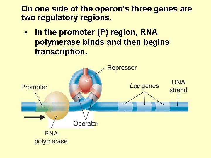 On one side of the operon's three genes are two regulatory regions. • In