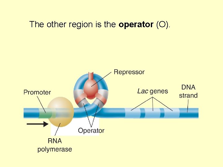 The other region is the operator (O). 