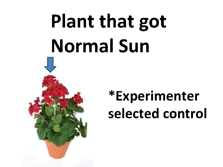 Plant that got Normal Sun *Experimenter selected control 