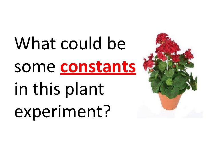 What could be some constants in this plant experiment? 