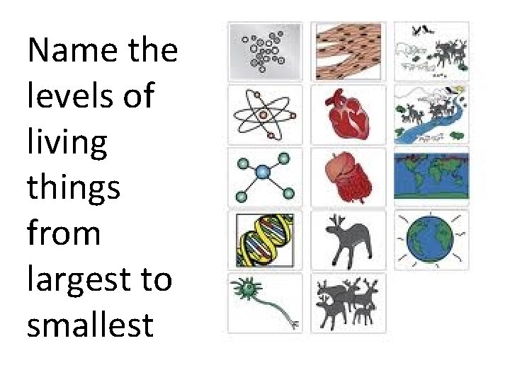 Name the levels of living things from largest to smallest 