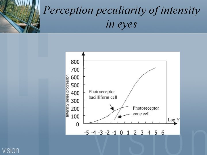 Perception peculiarity of intensity in eyes 