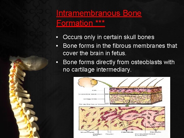 Intramembranous Bone Formation *** • Occurs only in certain skull bones • Bone forms