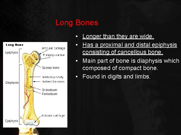 Long Bones • Longer than they are wide. • Has a proximal and distal
