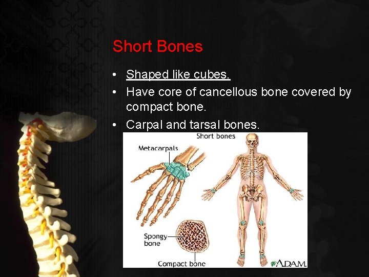 Short Bones • Shaped like cubes. • Have core of cancellous bone covered by