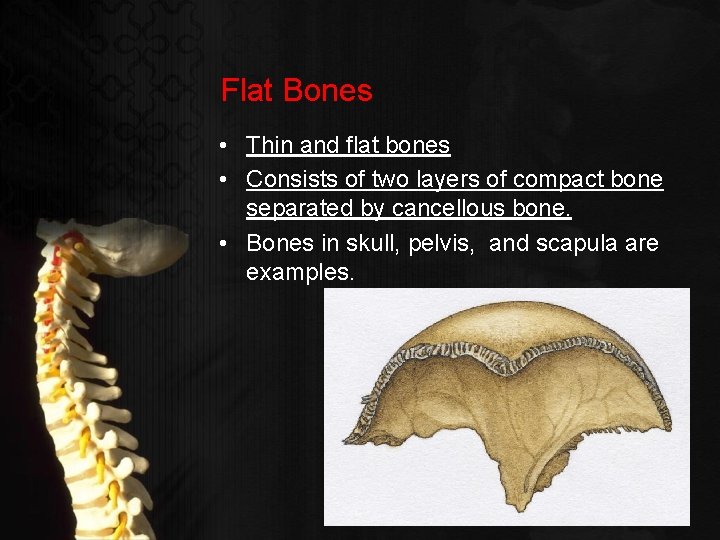 Flat Bones • Thin and flat bones • Consists of two layers of compact