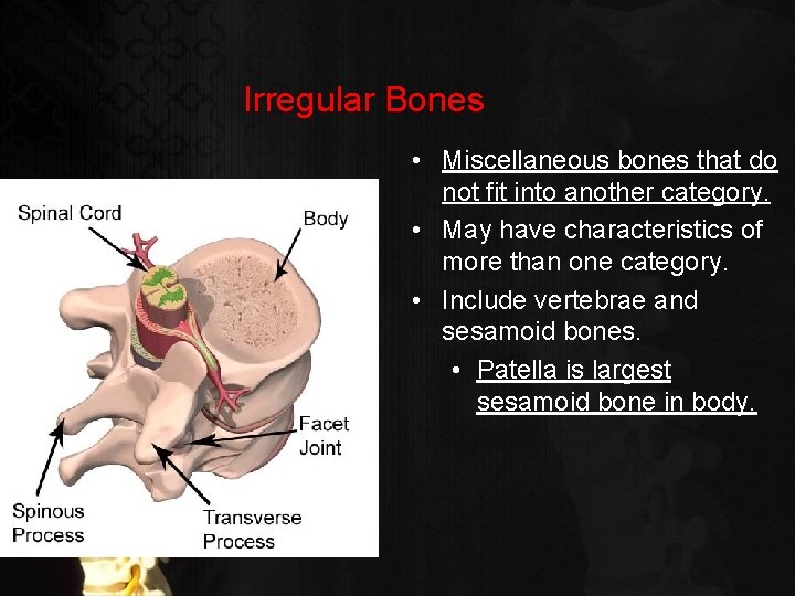 Irregular Bones • Miscellaneous bones that do not fit into another category. • May