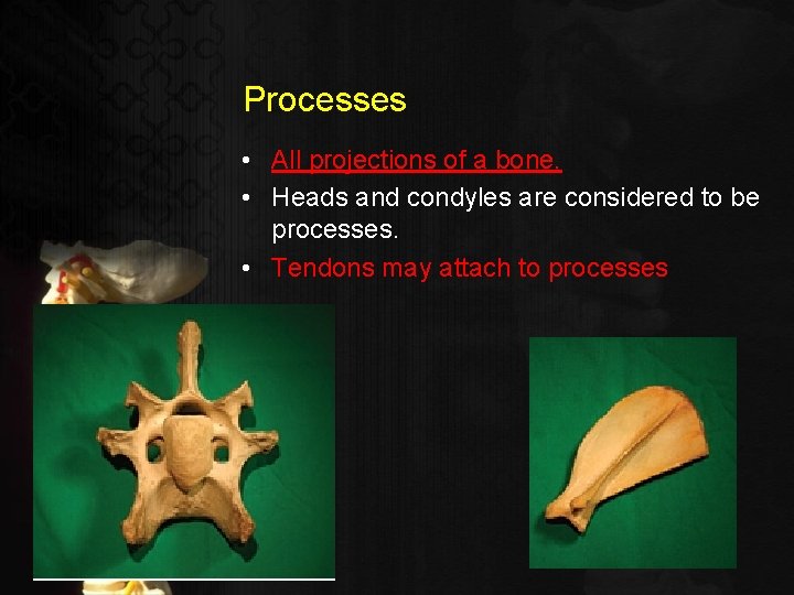 Processes • All projections of a bone. • Heads and condyles are considered to