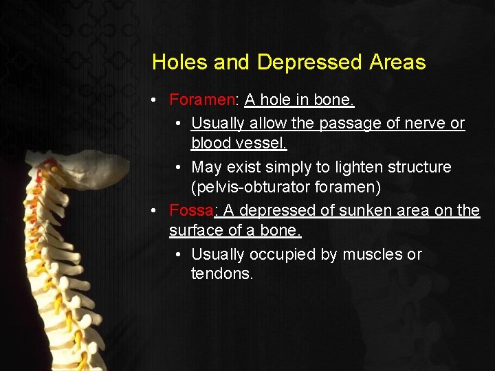 Holes and Depressed Areas • Foramen: A hole in bone. • Usually allow the