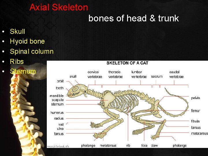 Axial Skeleton bones of head & trunk • • • Skull Hyoid bone Spinal