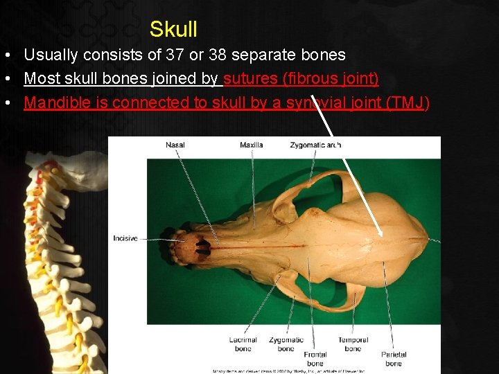 Skull • Usually consists of 37 or 38 separate bones • Most skull bones