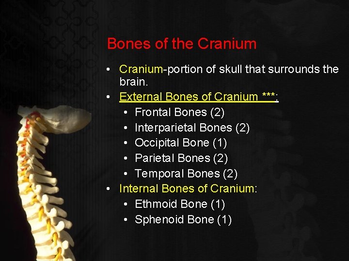Bones of the Cranium • Cranium-portion of skull that surrounds the brain. • External