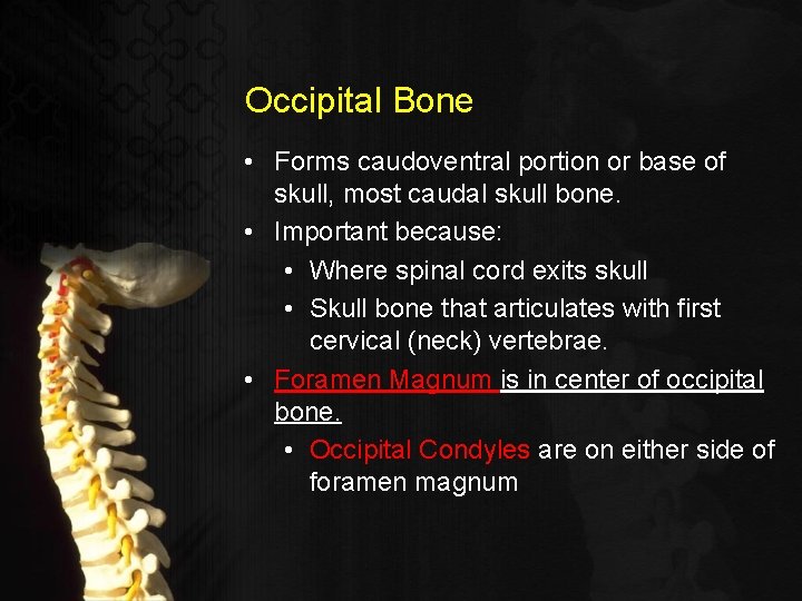 Occipital Bone • Forms caudoventral portion or base of skull, most caudal skull bone.