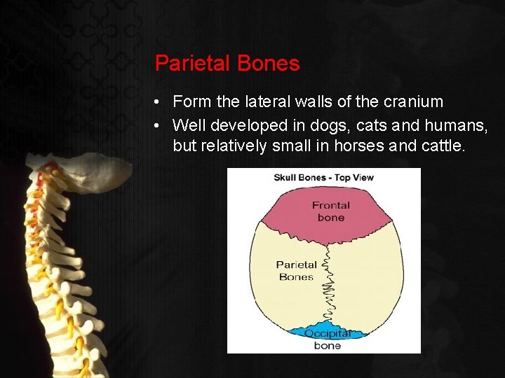 Parietal Bones • Form the lateral walls of the cranium • Well developed in