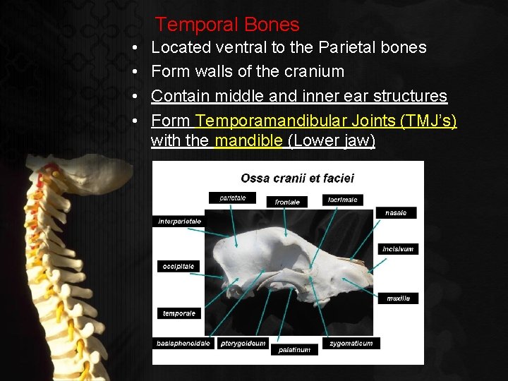 Temporal Bones • • Located ventral to the Parietal bones Form walls of the