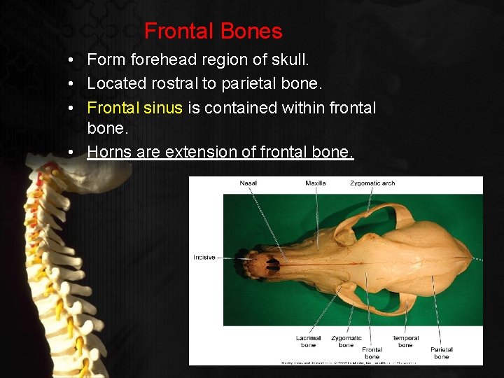 Frontal Bones • Form forehead region of skull. • Located rostral to parietal bone.