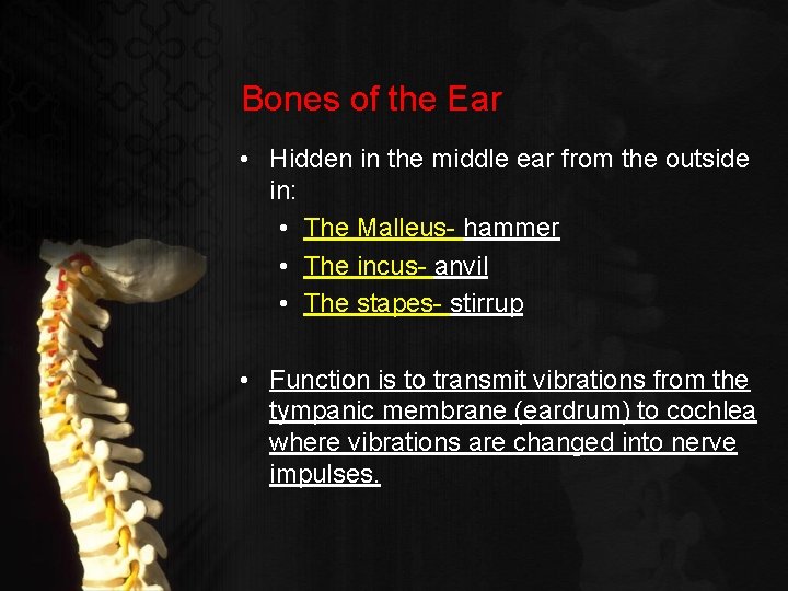 Bones of the Ear • Hidden in the middle ear from the outside in: