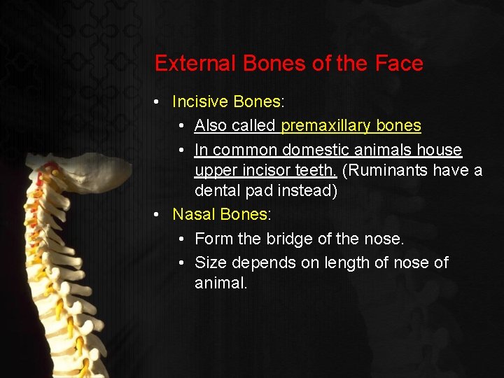External Bones of the Face • Incisive Bones: • Also called premaxillary bones •