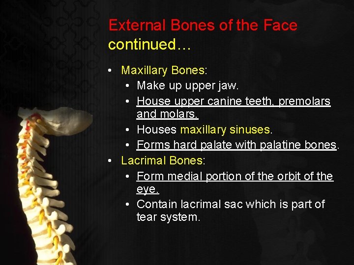 External Bones of the Face continued… • Maxillary Bones: • Make up upper jaw.